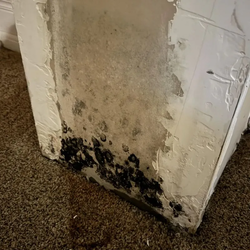 Professional Mold Removal in Elmira, NY